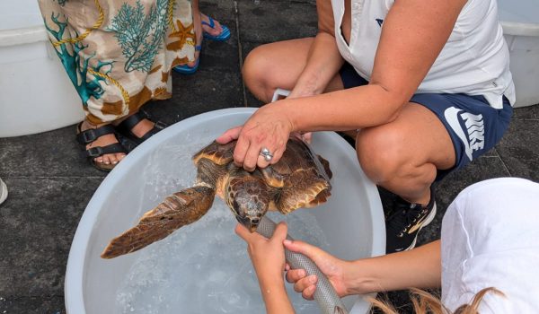 Filicudi, anche Teresa Mannino ha partecipato al rilascio di una tartaruga marina caretta caretta